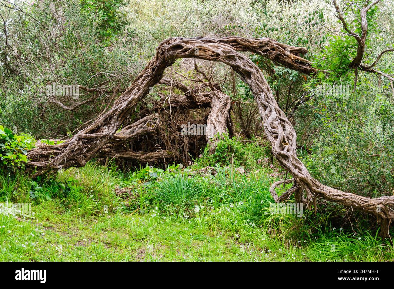 Twisted tree trunk in the Phillip Island Nature Park - Victoria, Australia Stock Photo