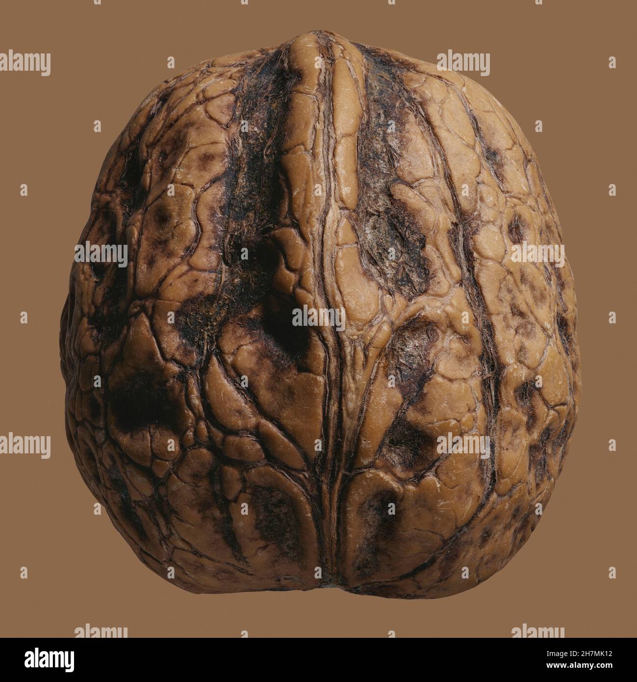 Close up French walnut in brown shell Stock Photo