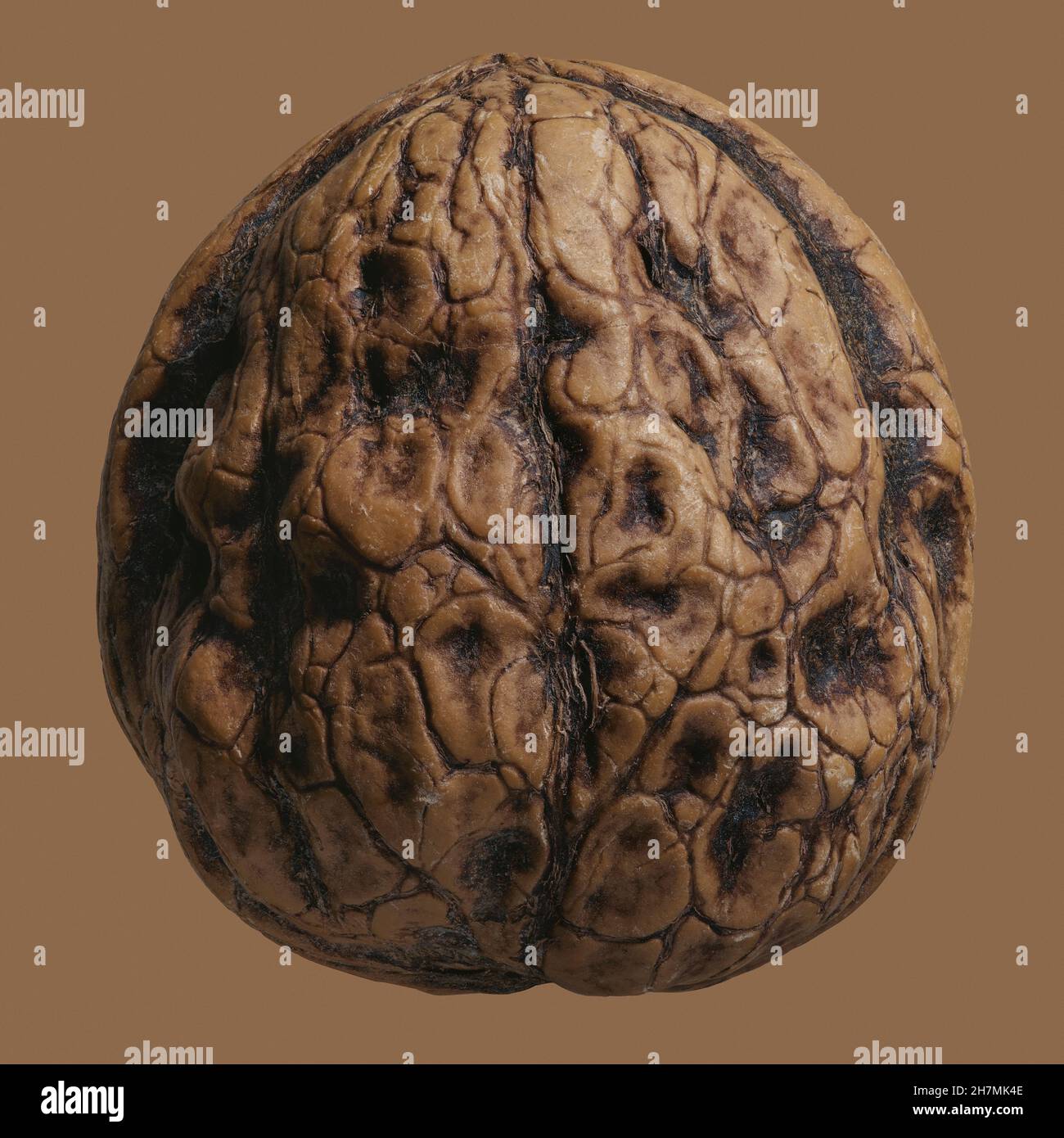 Close up brown French walnut in shell Stock Photo