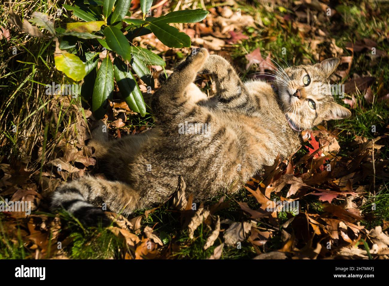 Playful european kitten cat playing in the outdoor in a green garden in the sun Stock Photo