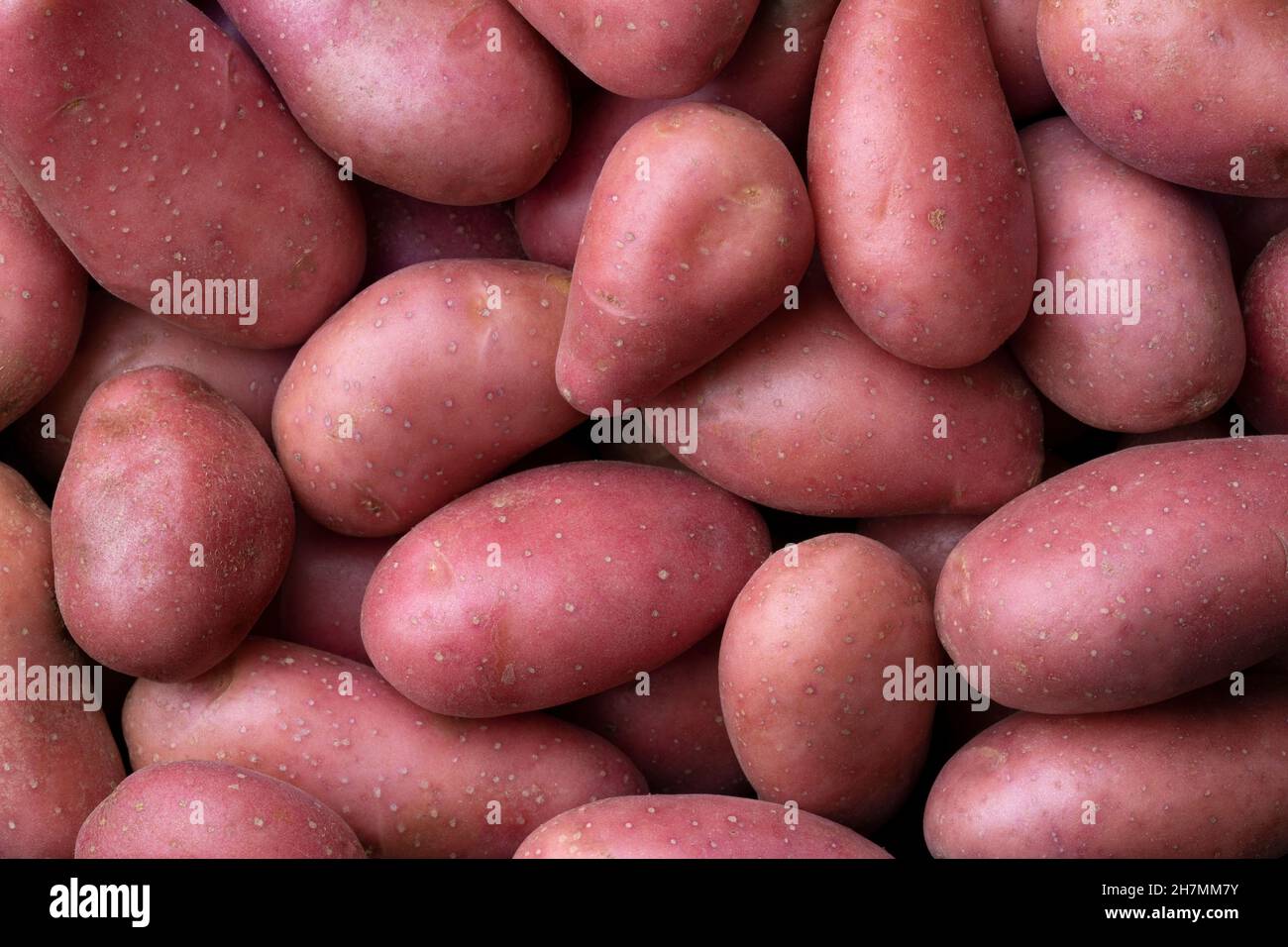Whole Roseval potatoes stock photo. Image of uncooked - 15735456
