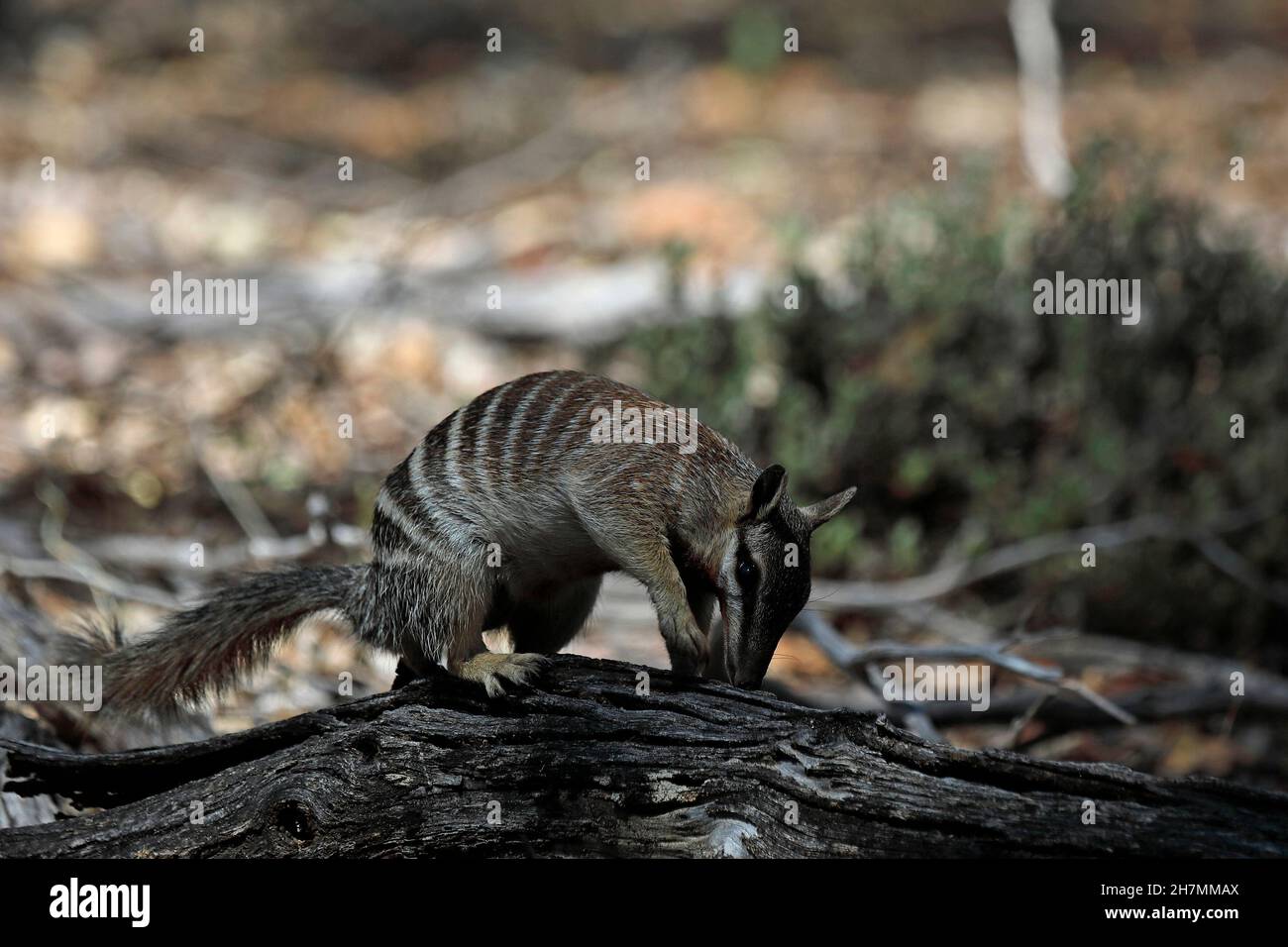 Numbat (Myrmecobius fasciatus), male feeding in fallen timber. The long pointed nose can penetrate little holes in fallen trees and in the ground to g Stock Photo