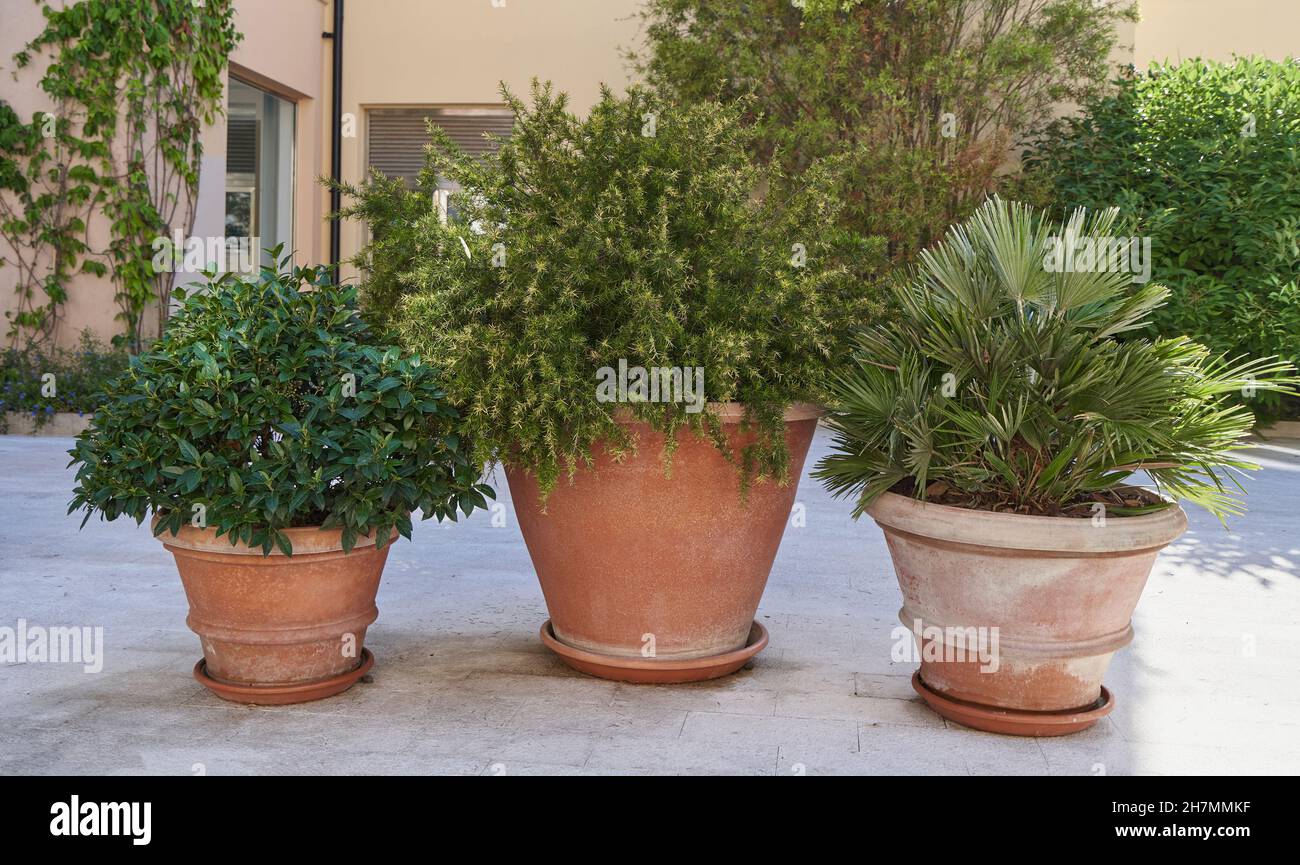 Large clay pots with plants outdoors for decoration. Stock Photo