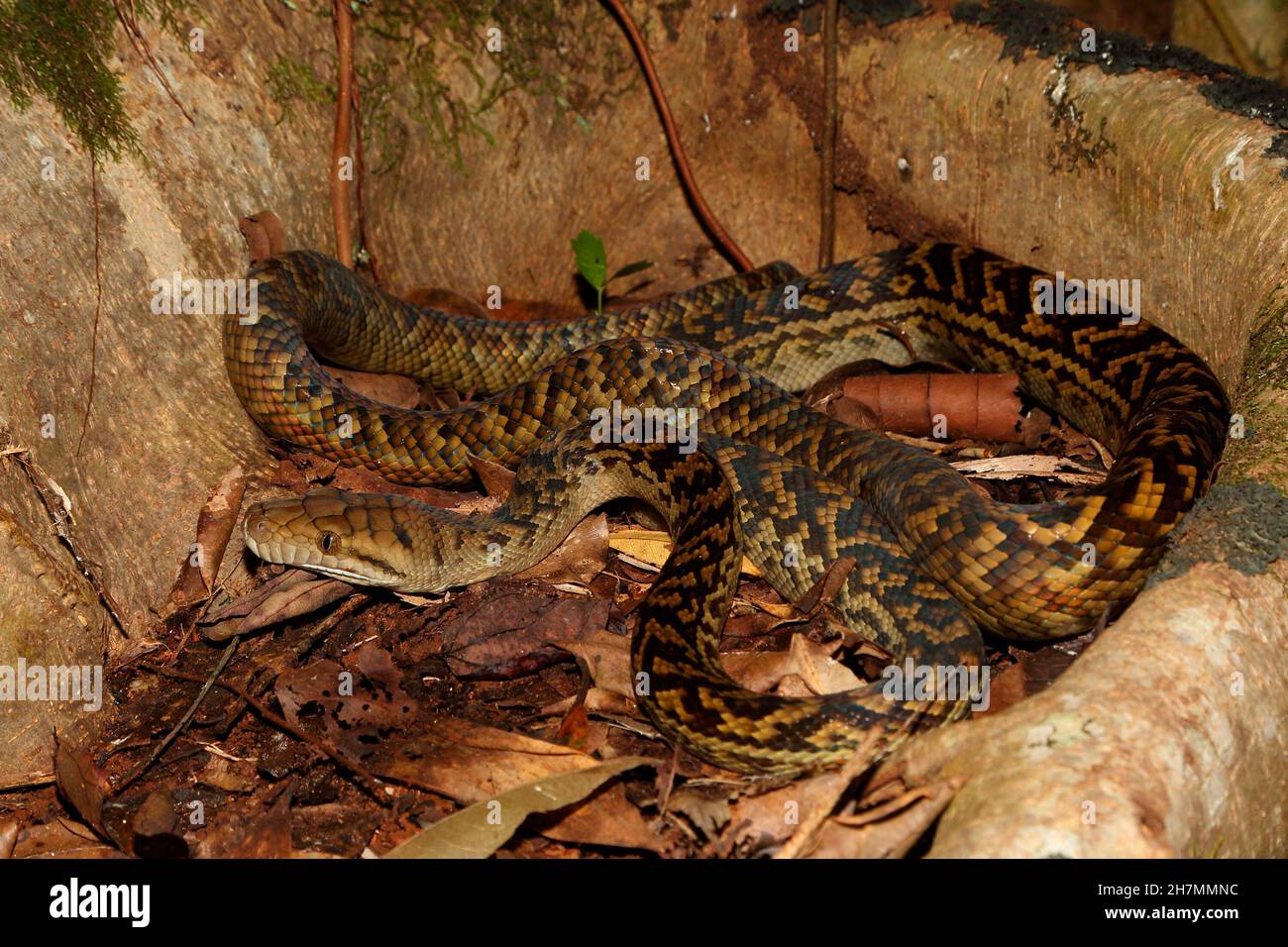 Amethystine python (Morelia amethistina) coiled in the bole of a tree ...