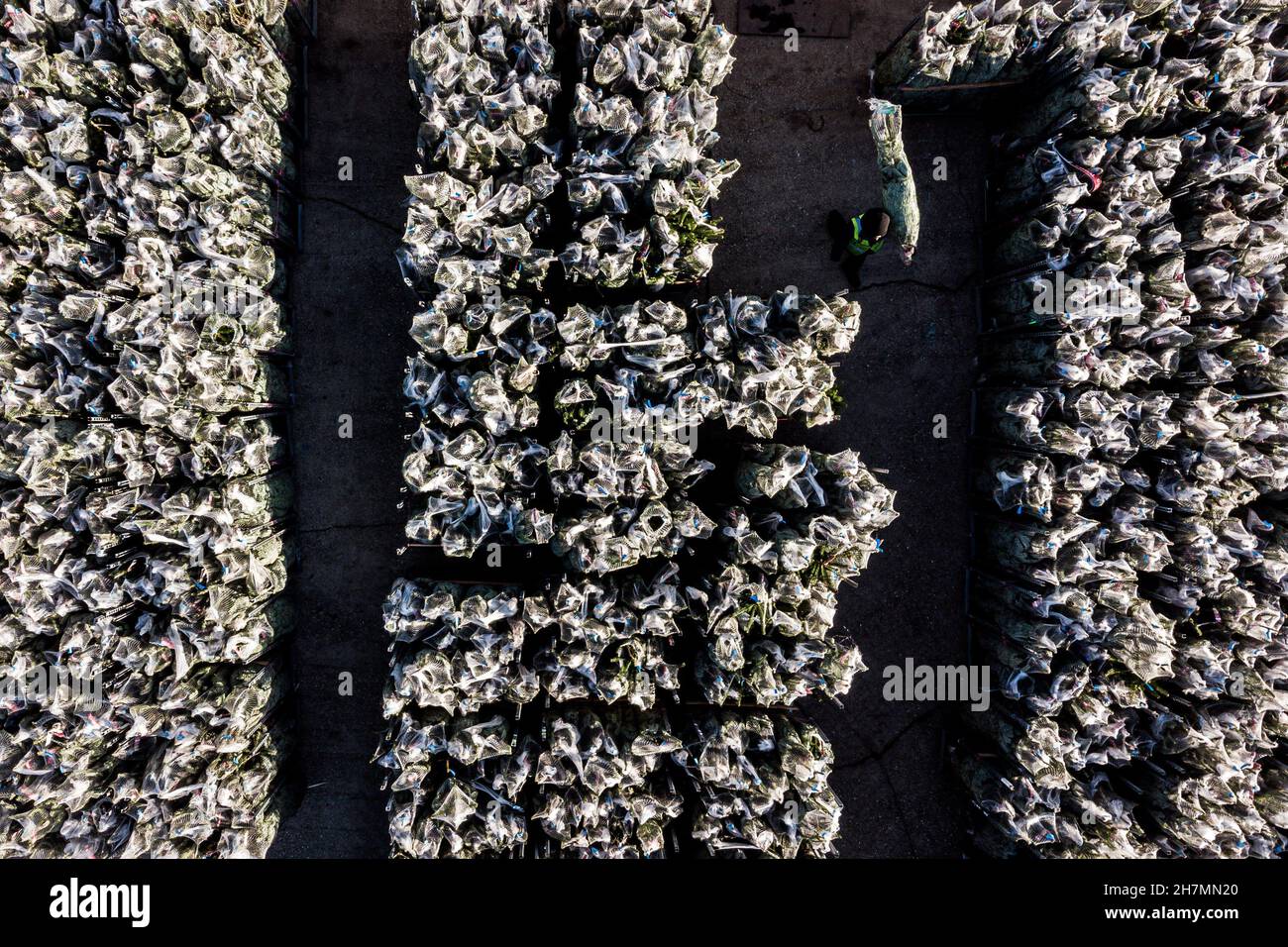 A worker carrying a Christmas tree is seen walking through stacks of ...
