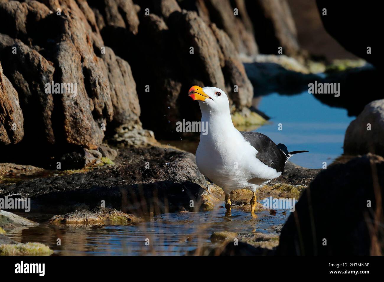 Pacific gull (Larus pacificus) drinking. Augusta, South West region, Western Australia, Australia Stock Photo