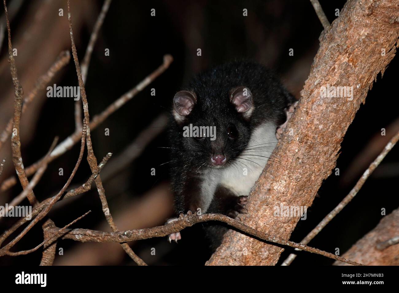 Western ringtail possum (Pseudocheirus occidentalis) critically endangered species, at night in a sheoak. Albany, Great Southern region, Western Austr Stock Photo