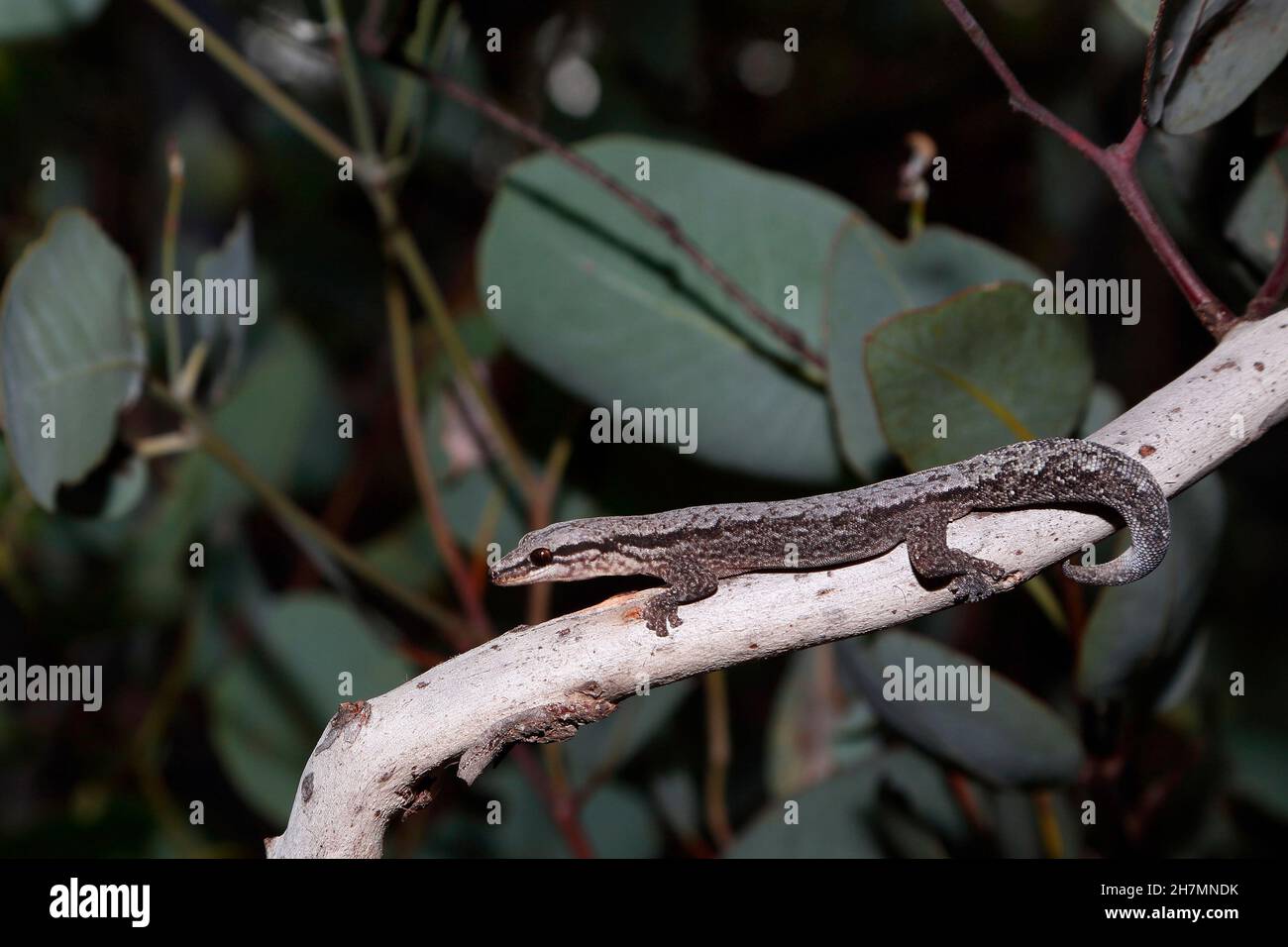 Reticulated velvet gecko (Hesperoedura reticulata) on a branch of a Wandoo tree (Eucalyptus wandoo). Dryandra Woodland, Wheatbelt region, Western Aust Stock Photo