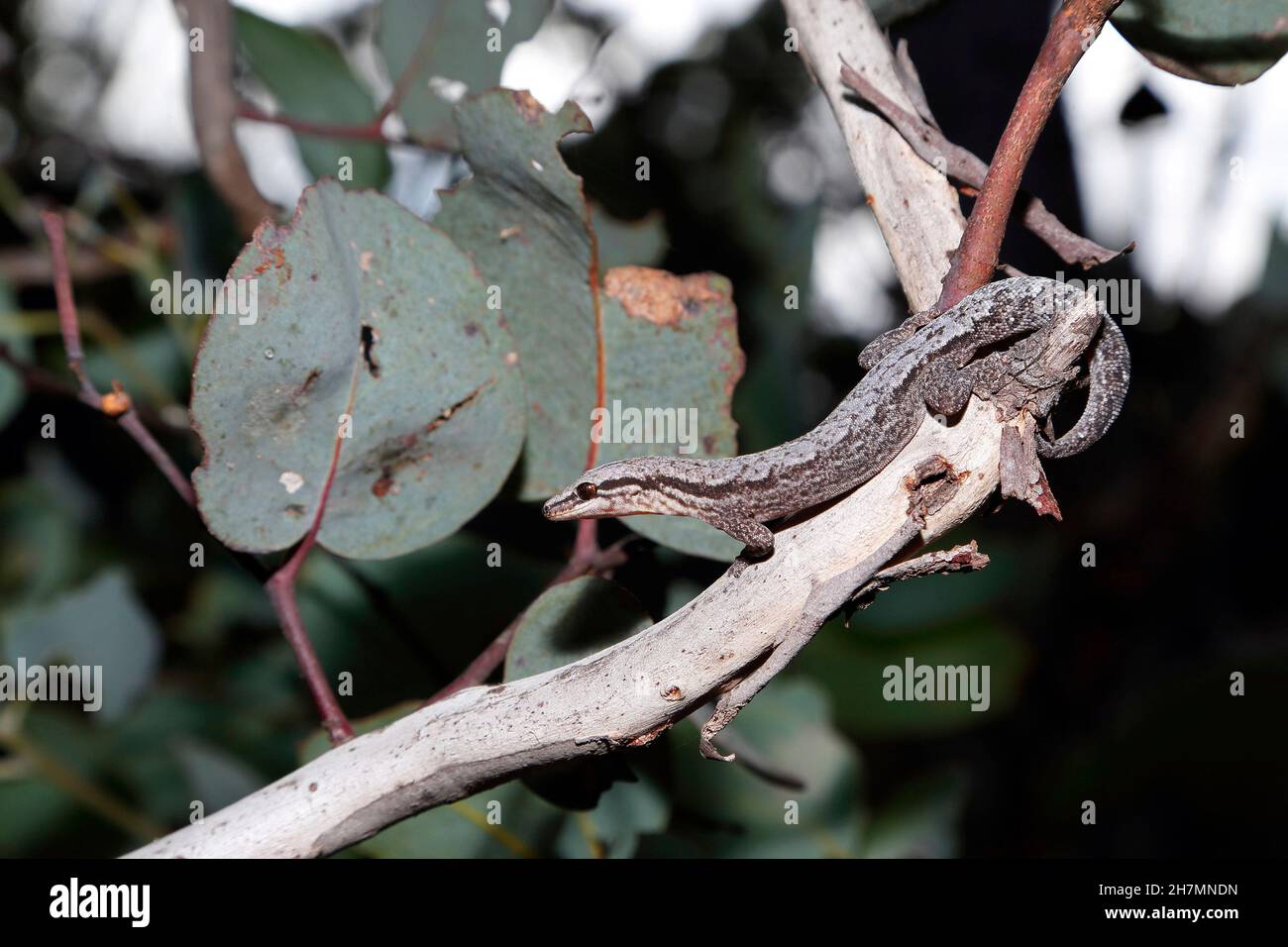 Reticulated velvet gecko (Hesperoedura reticulata) on a branch of a Wandoo tree (Eucalyptus wandoo). Dryandra Woodland, Wheatbelt region, Western Aust Stock Photo