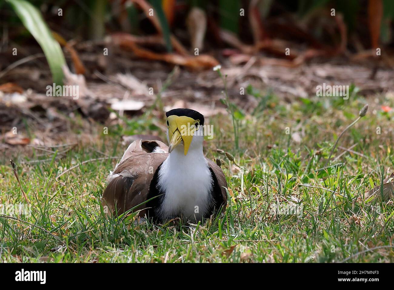Masked lapwing (Vanellus miles) on the ground nest in a town park, a site liable to be disturbed but the bird is a vigorous defender of the chicks if Stock Photo