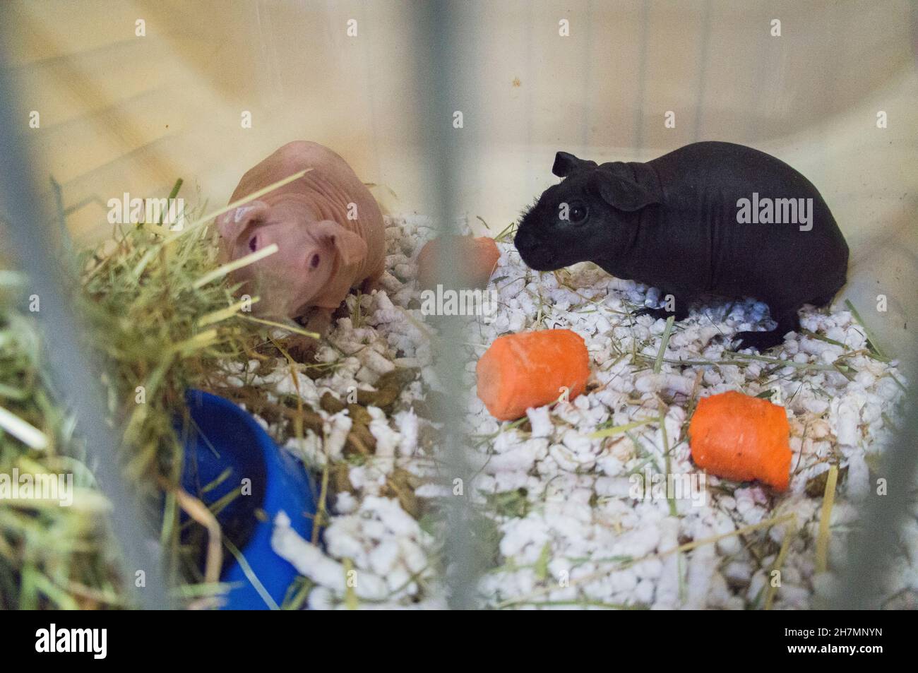 Domestic guinea pig, Skinny, rodent, Cavia aperea f. porcellu at the National exhibition of farming animals Animal breeding 2021 in Lysa nad Labem, Ce Stock Photo