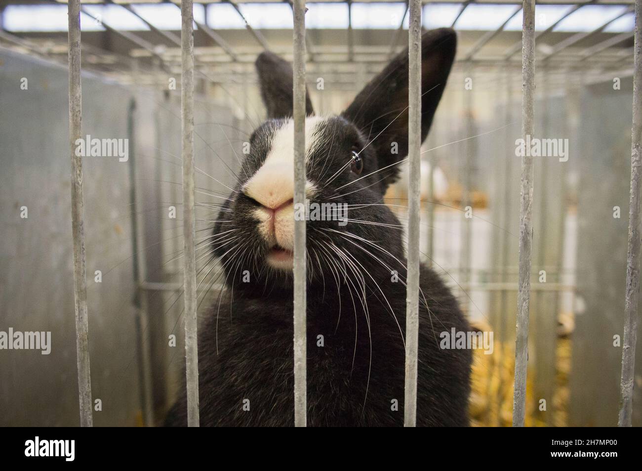 Liptov Baldspotted Black Rabbit at the National exhibition of farming ...