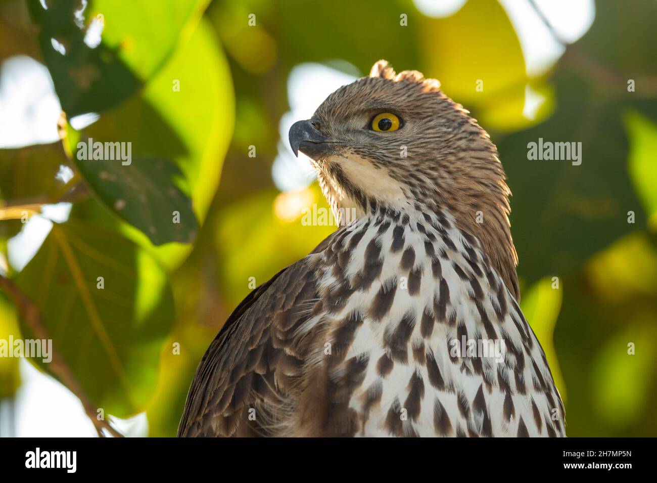 changeable or crested hawk eagle portrait perched on tree in natural green background at jim corbett national park or forest reserve uttarakhand india Stock Photo