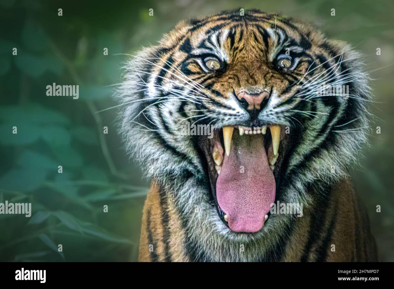 a growling tiger ready to bite Stock Photo