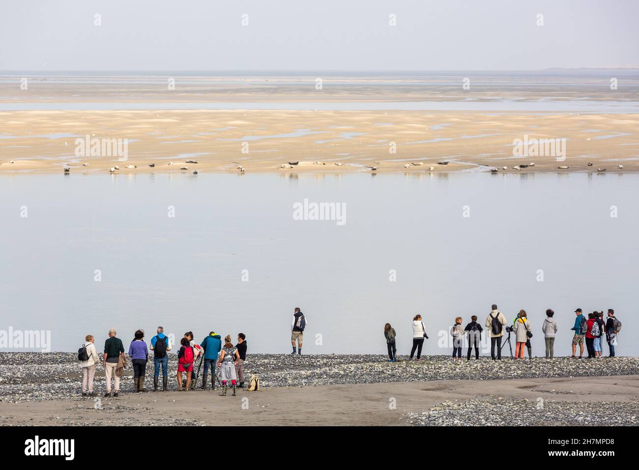 People observing a seal colony at Pointe du Hourdel. Bay of Somme, France Stock Photo
