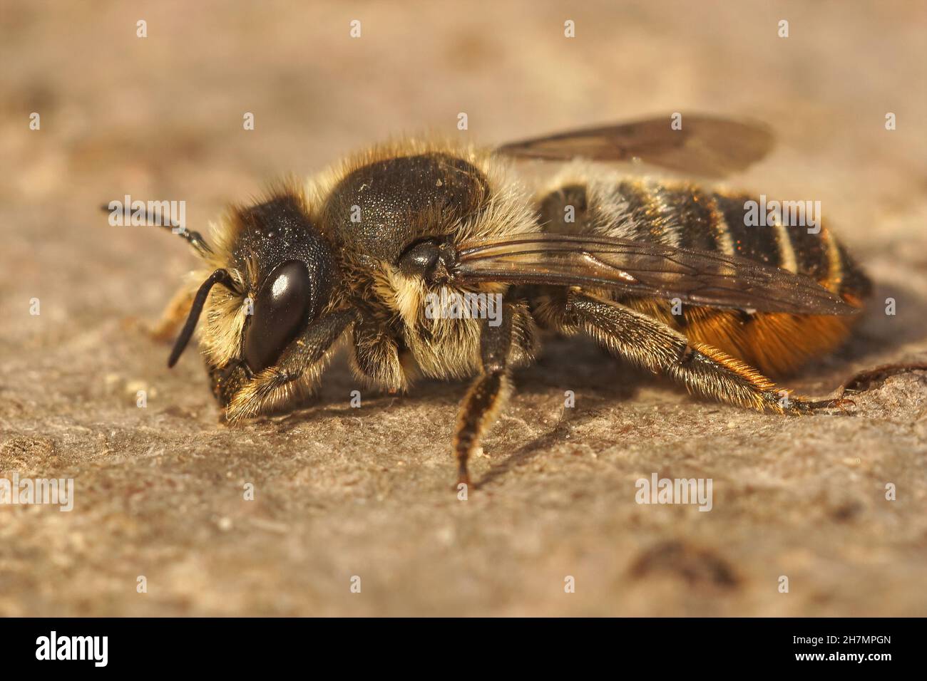 Closeup on a 2nd generation female Patchwork leafcutter bee, Megachile