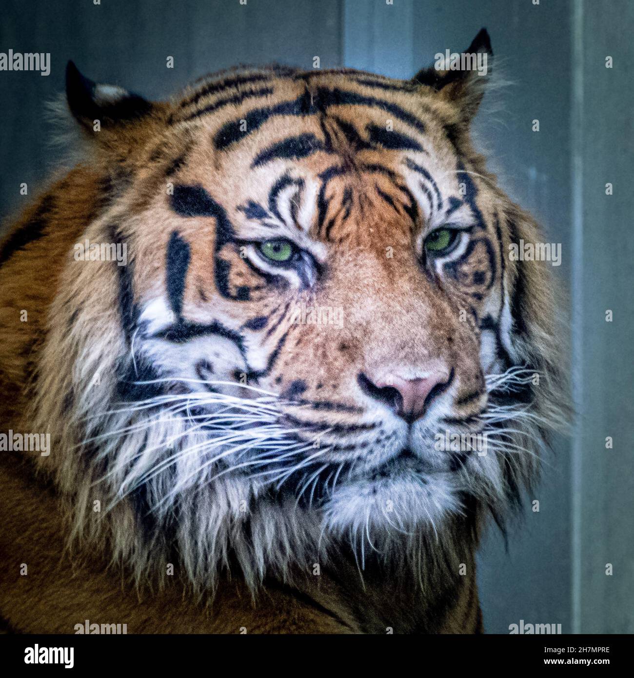 Tiger stripe design hi-res stock photography and images - Alamy
