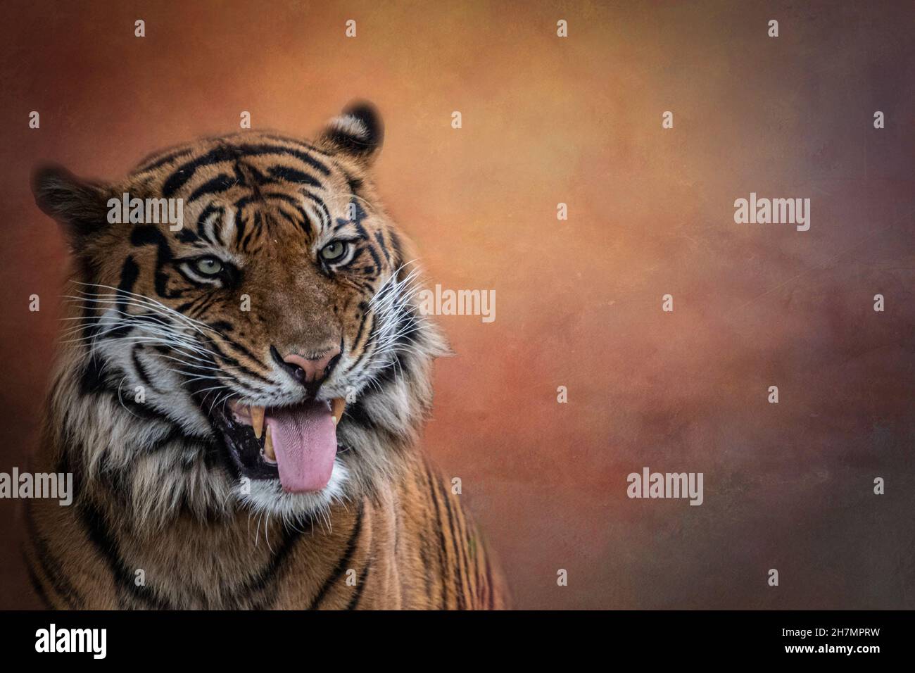 Tiger with person hi-res stock photography and images - Alamy
