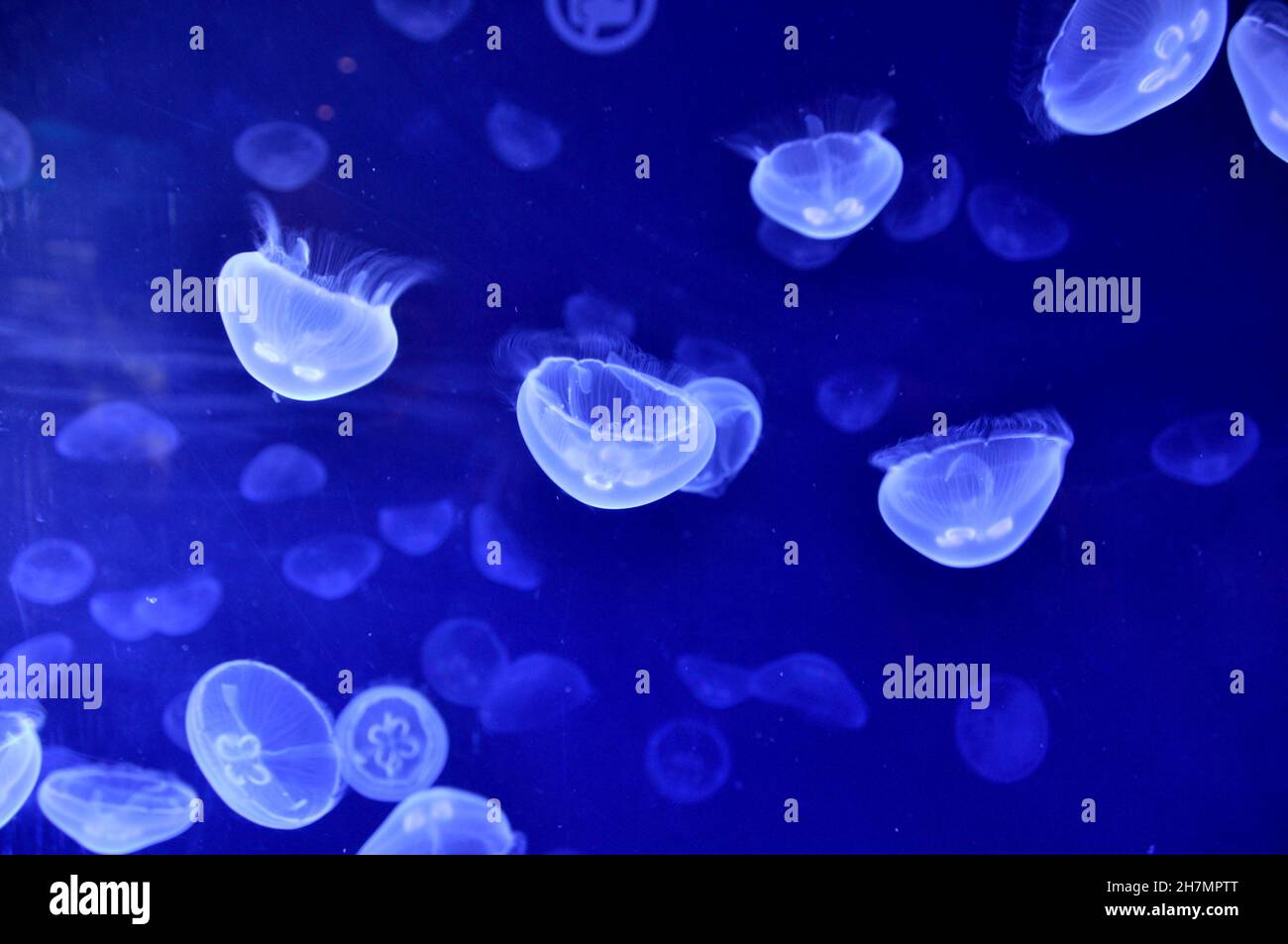 Natural background of blue jellyfishes in water Stock Photo - Alamy