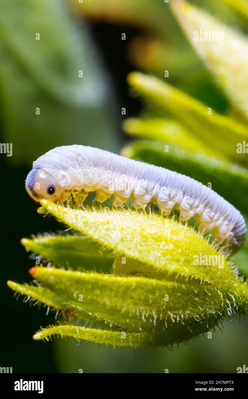 Grey white Caterpillar Stock Photo Alamy