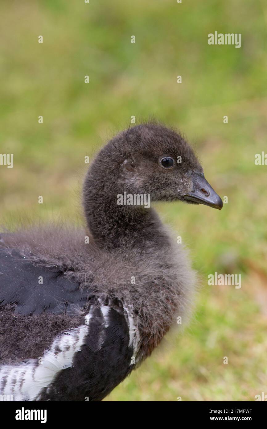 Red-breasted Goose Branta ruficollis, fast growing young gosling, feather plumage developing appearance, head, breast, forebody, red black, white area Stock Photo
