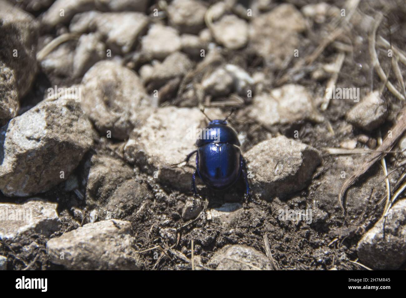 A small blue bug, Trypocopris vernalis (Springtime Dung Beetle) Stock Photo