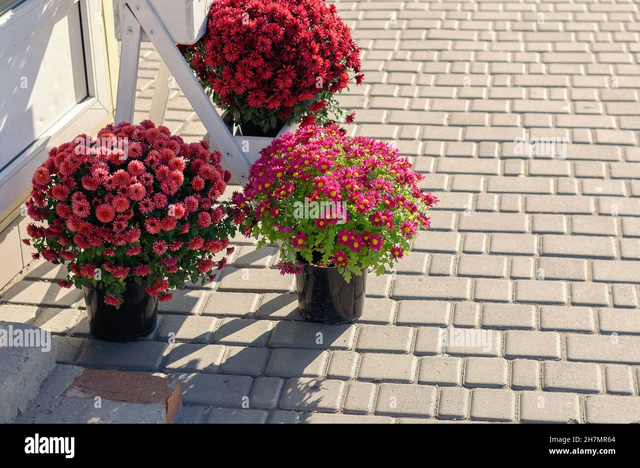Decorative red flowers in pots at the entrance to a flower store. Various asters for the garden. Daytime. Selective focus. Stock Photo