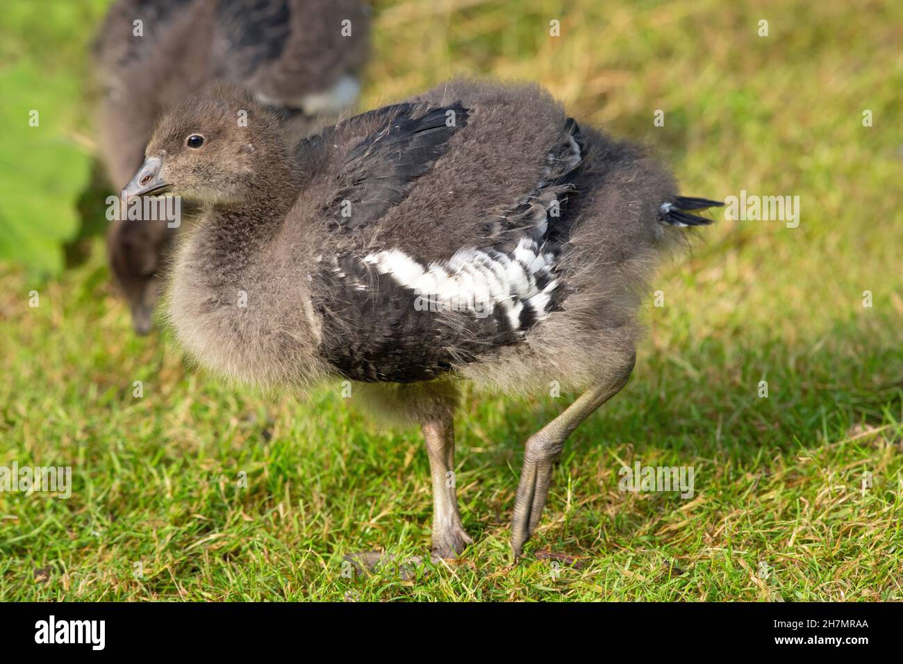 Red-breasted Goose (Branta ruficollis). Young gosling, 25 days old.age  , feather, plumage, growth, emergence, through juvenile down feathers. Stock Photo