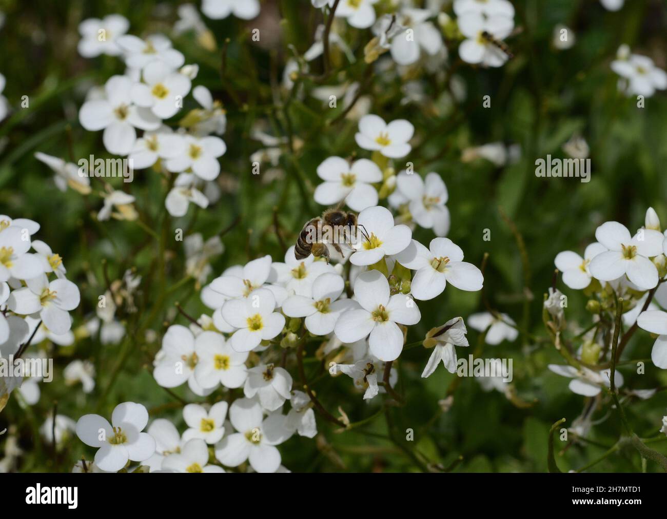 Petite snow white flowers of Lobularia maritima Alyssum maritimum ...