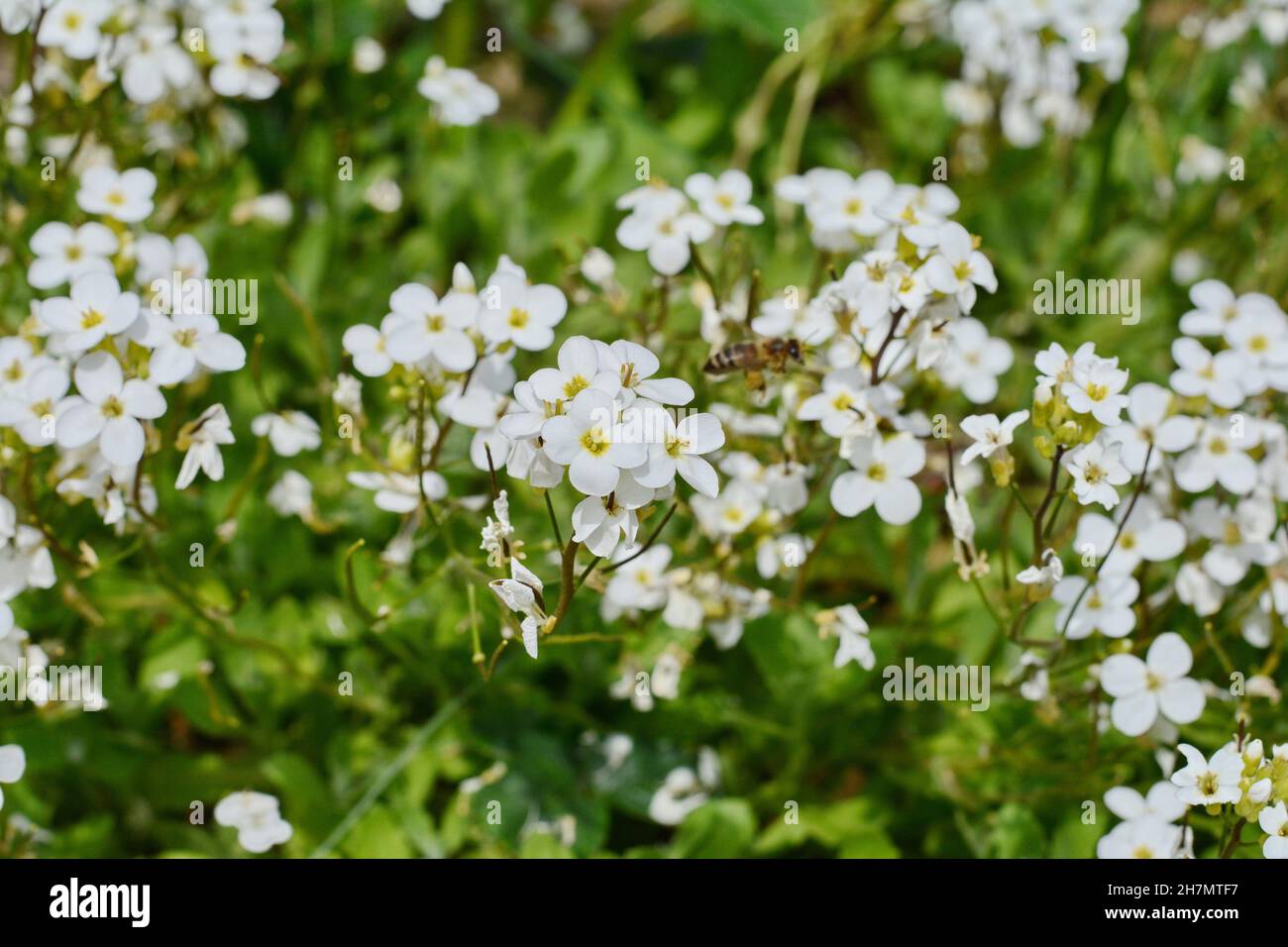 Petite snow white flowers of Lobularia maritima Alyssum maritimum ...