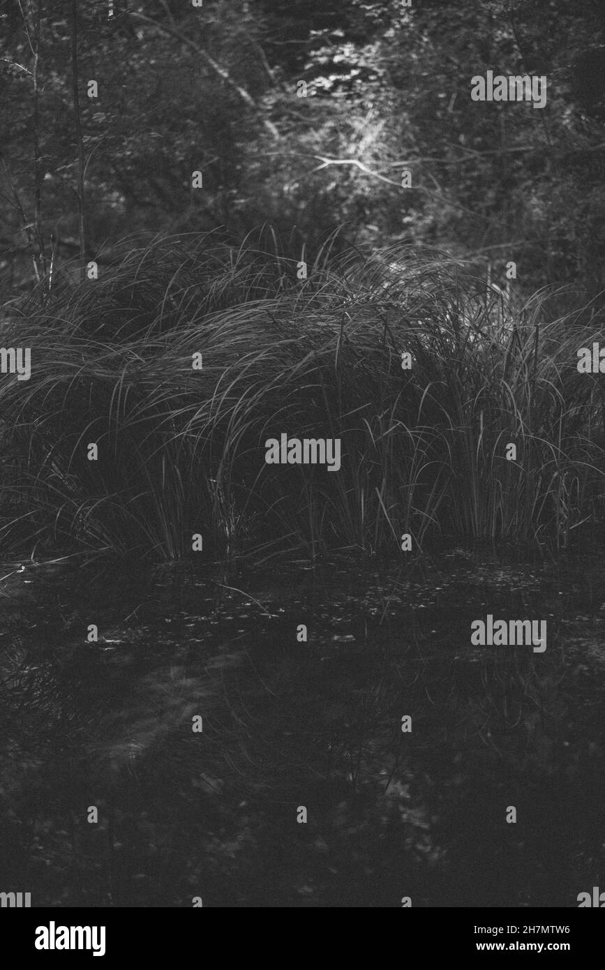 grass in black and white Stock Photo - Alamy
