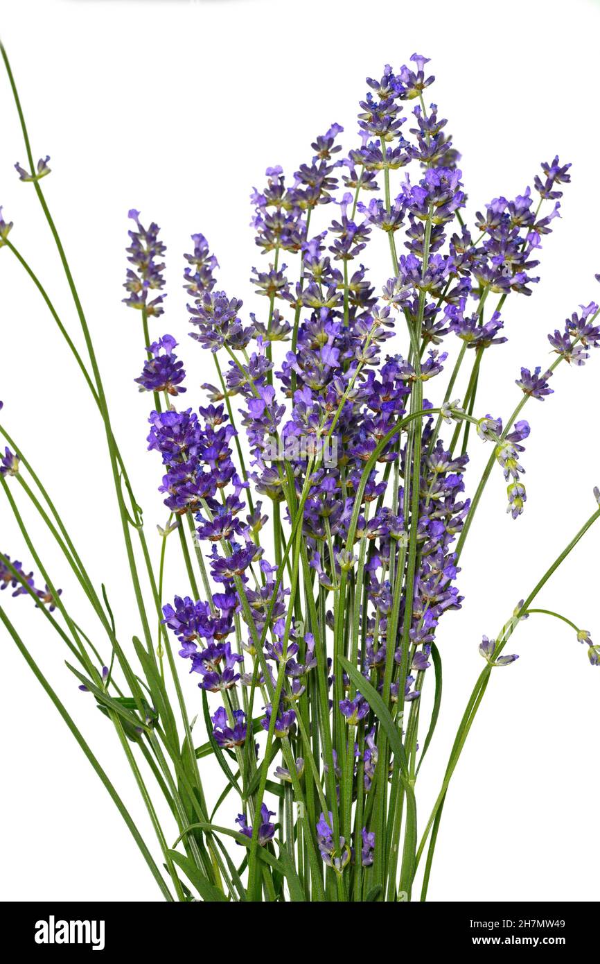 Lavender flowers in closeup. Bunch of lavender flowers isolated over white background Stock