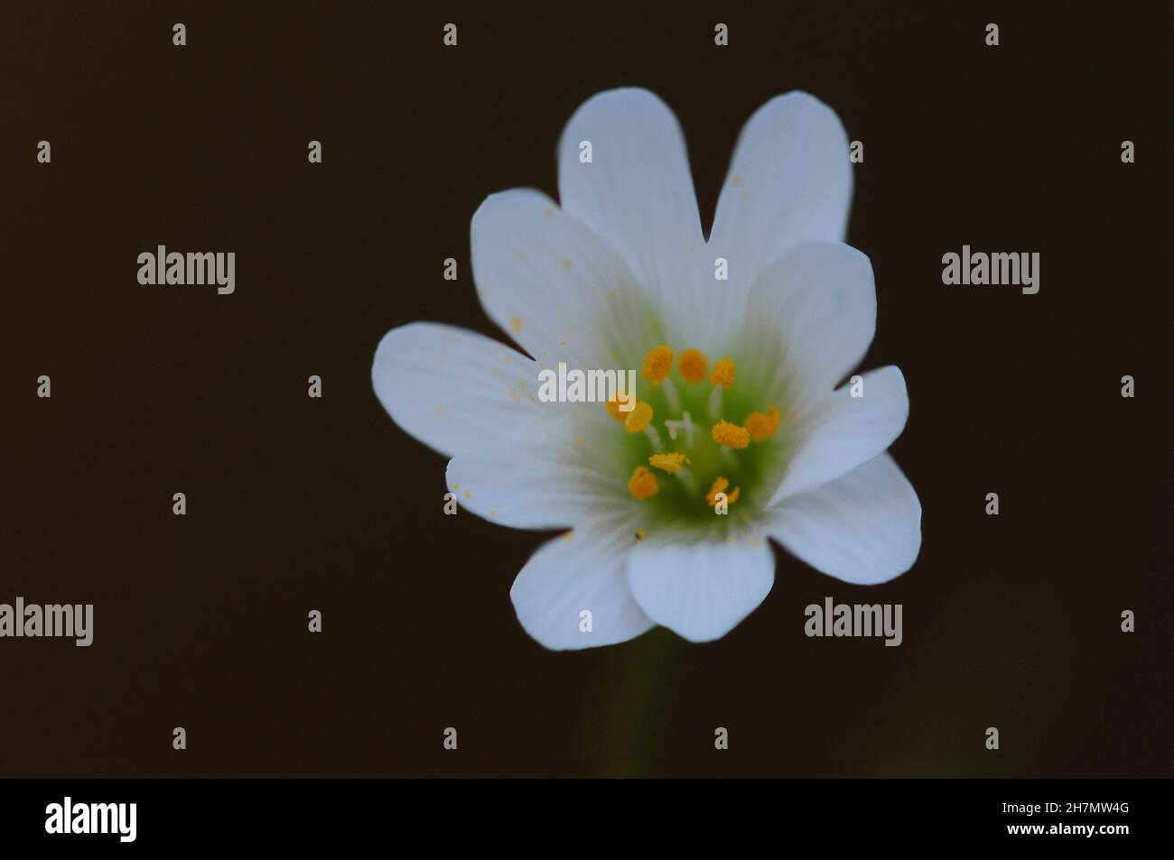 Stitchwort flower hi-res stock photography and images - Alamy