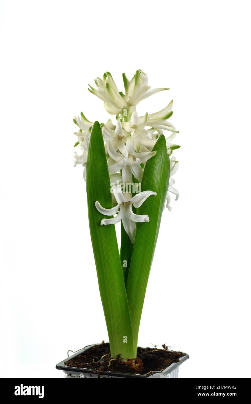 White Hyacinth flower bouquet, Hyacinthus orientalis isolated on white