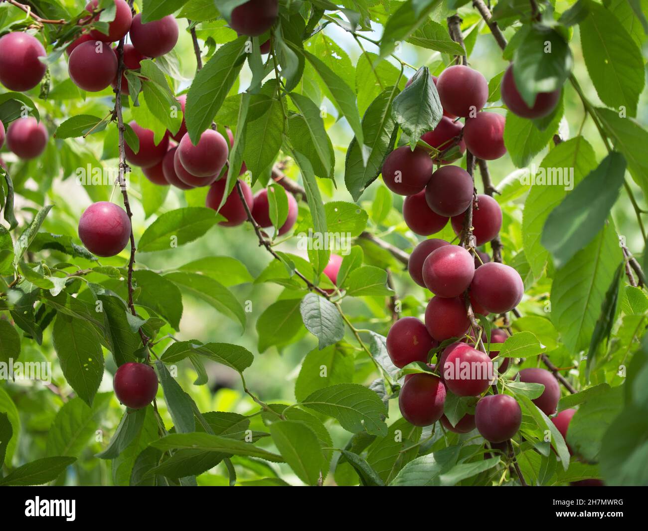 There are a lot of red cherry plum berries on the branches of the tree. Ripe fruit in the garden. Stock Photo