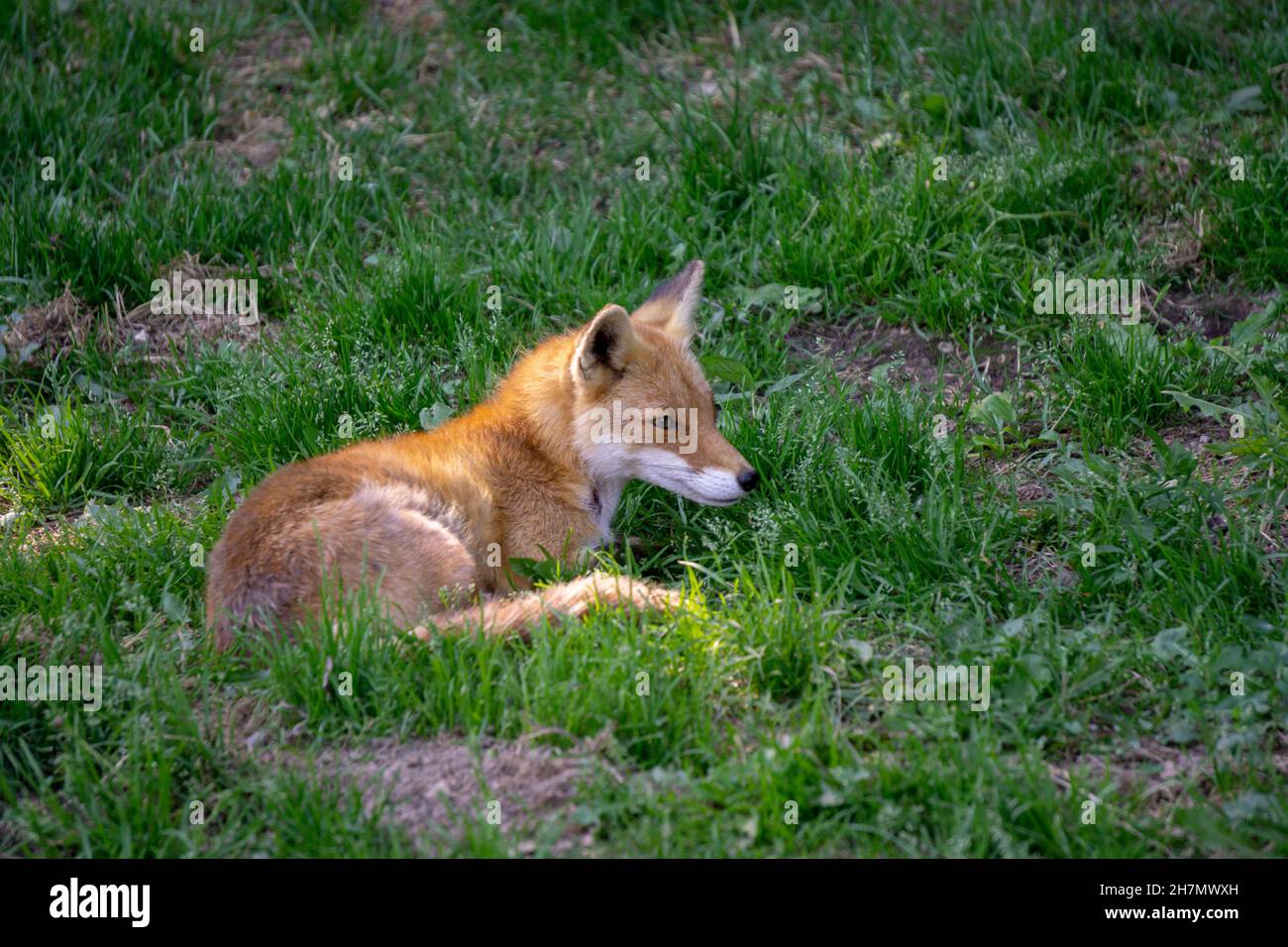 Young Hokkaido Fox cub lying in a patch of sunlight Stock Photo