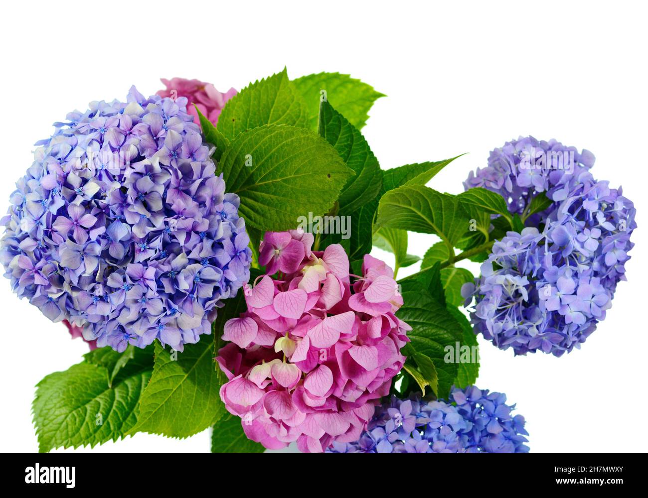 Beautiful flower of hydrangea isolated on a white background Stock ...