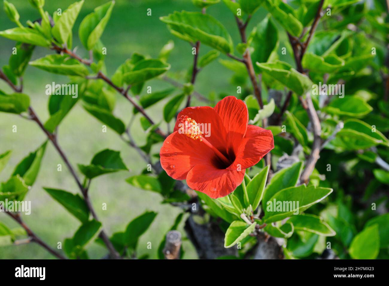 Red hibiscus flower on a green background. In the tropical garden. A ...