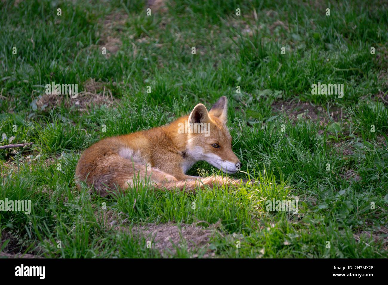 Young Hokkaido Fox cub lying in a patch of sunlight Stock Photo