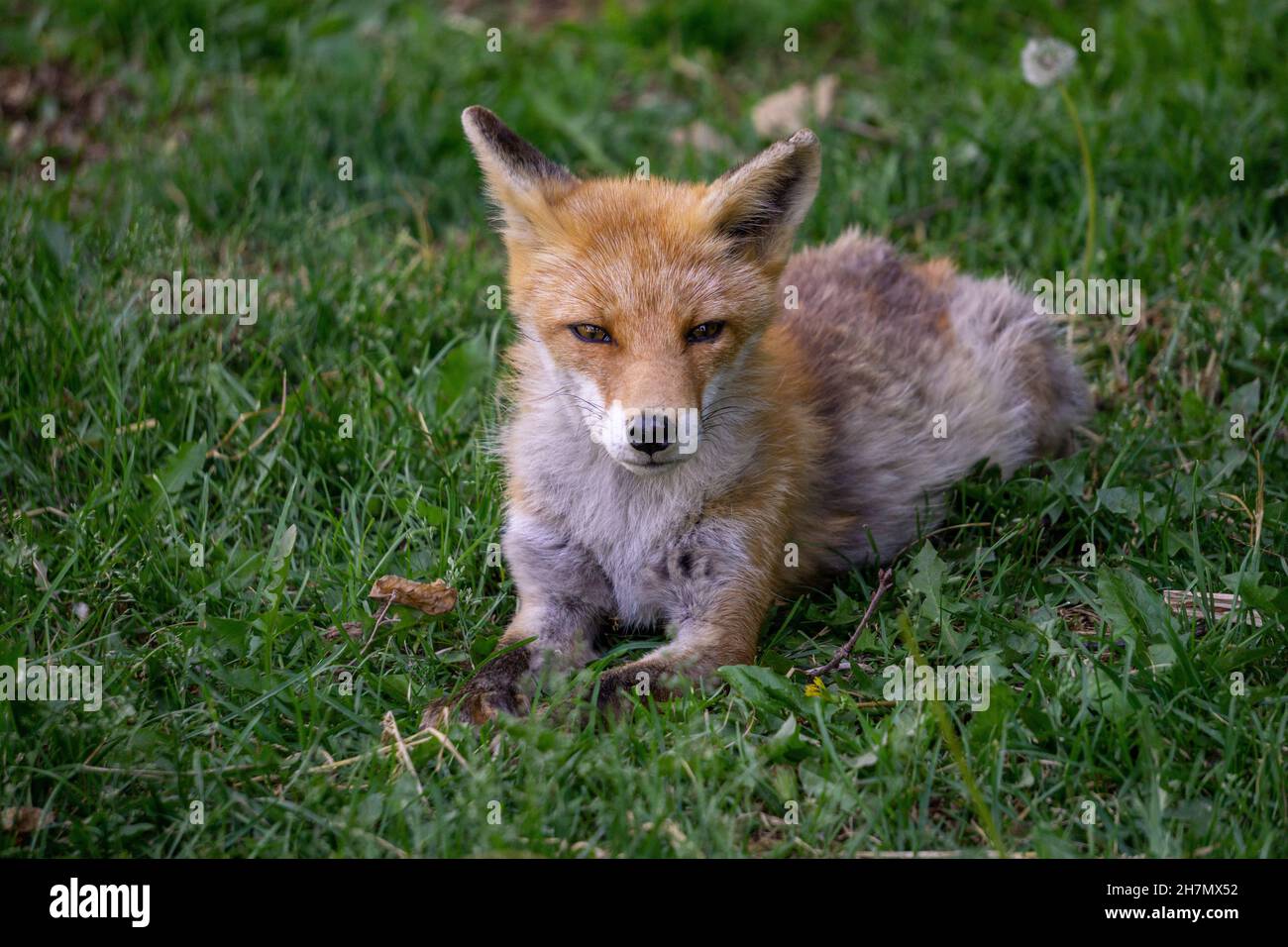 Young Hokkaido Fox cub posing for the camera! Stock Photo