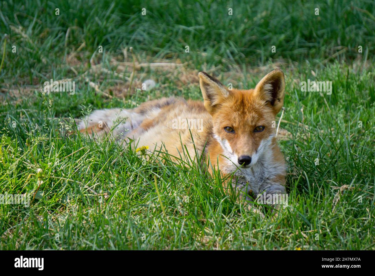 Young Hokkaido Fox cub posing for the camera! Stock Photo