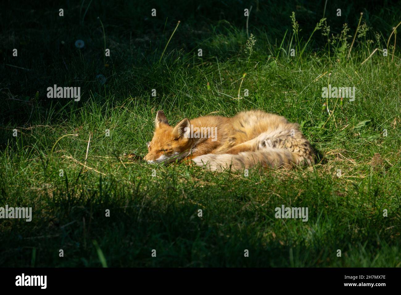 Young Hokkaido Fox Cub sleeping in a patch of sunlight Stock Photo