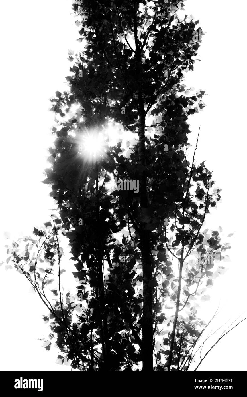 Decline tree Black and White Stock Photos & Images - Alamy
