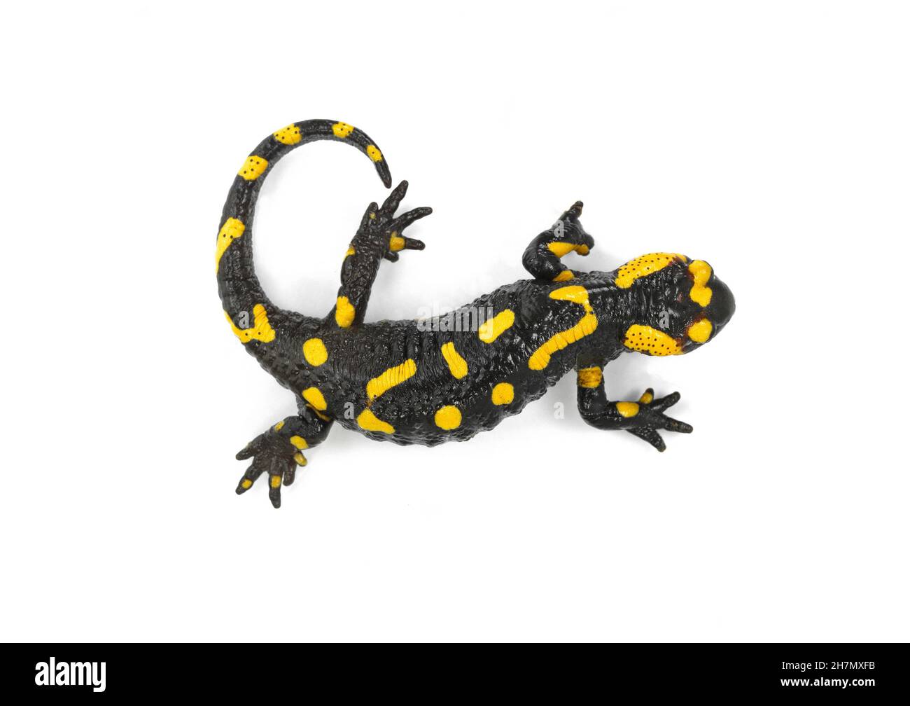 The fire salamander isolated on white background Stock Photo - Alamy