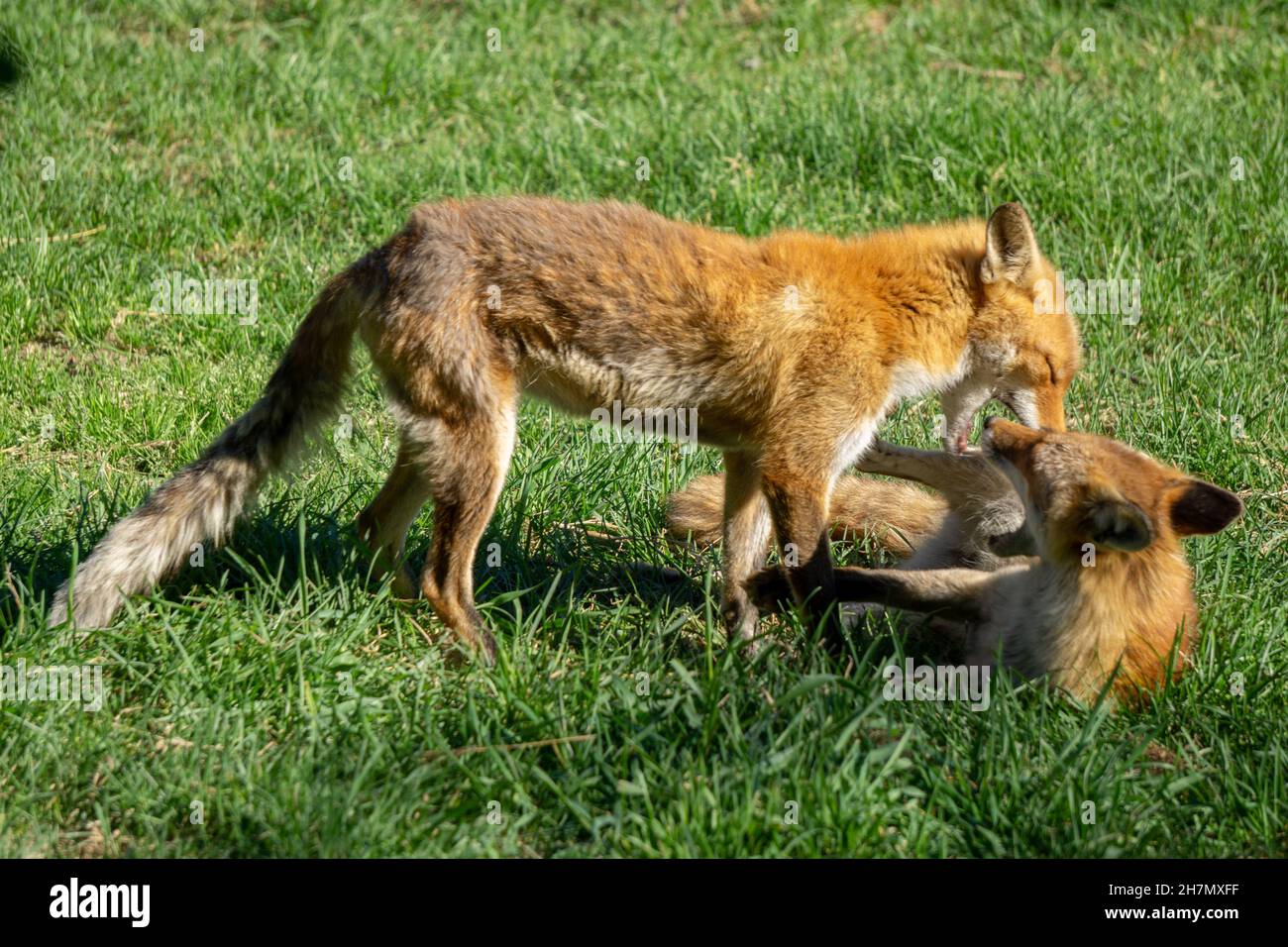 Two young Hokkaido Fox cubs playfighting in the warm sunlight Stock Photo