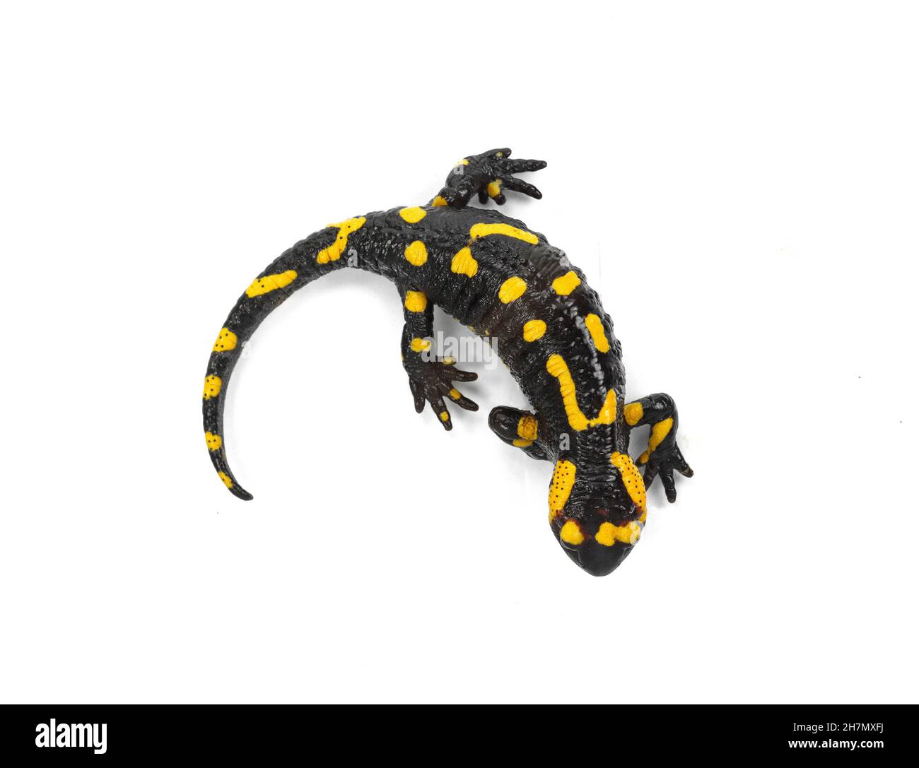 The fire salamander isolated on white background Stock Photo - Alamy