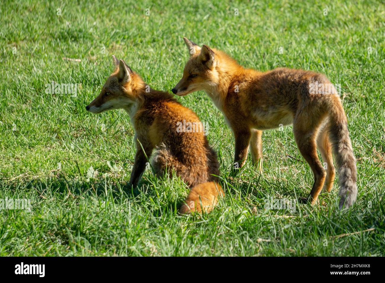 Two young Hokkaido Fox Cubs stand close together looking away into the distance Stock Photo