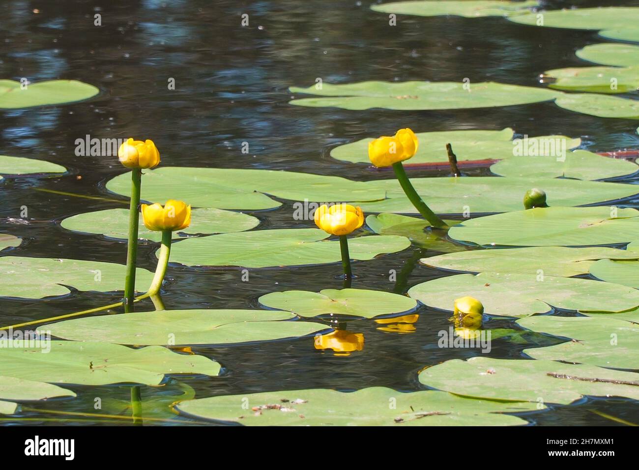 Thickets and flowers of yellow water lily in the pond. Beautiful water yellow lily flowers