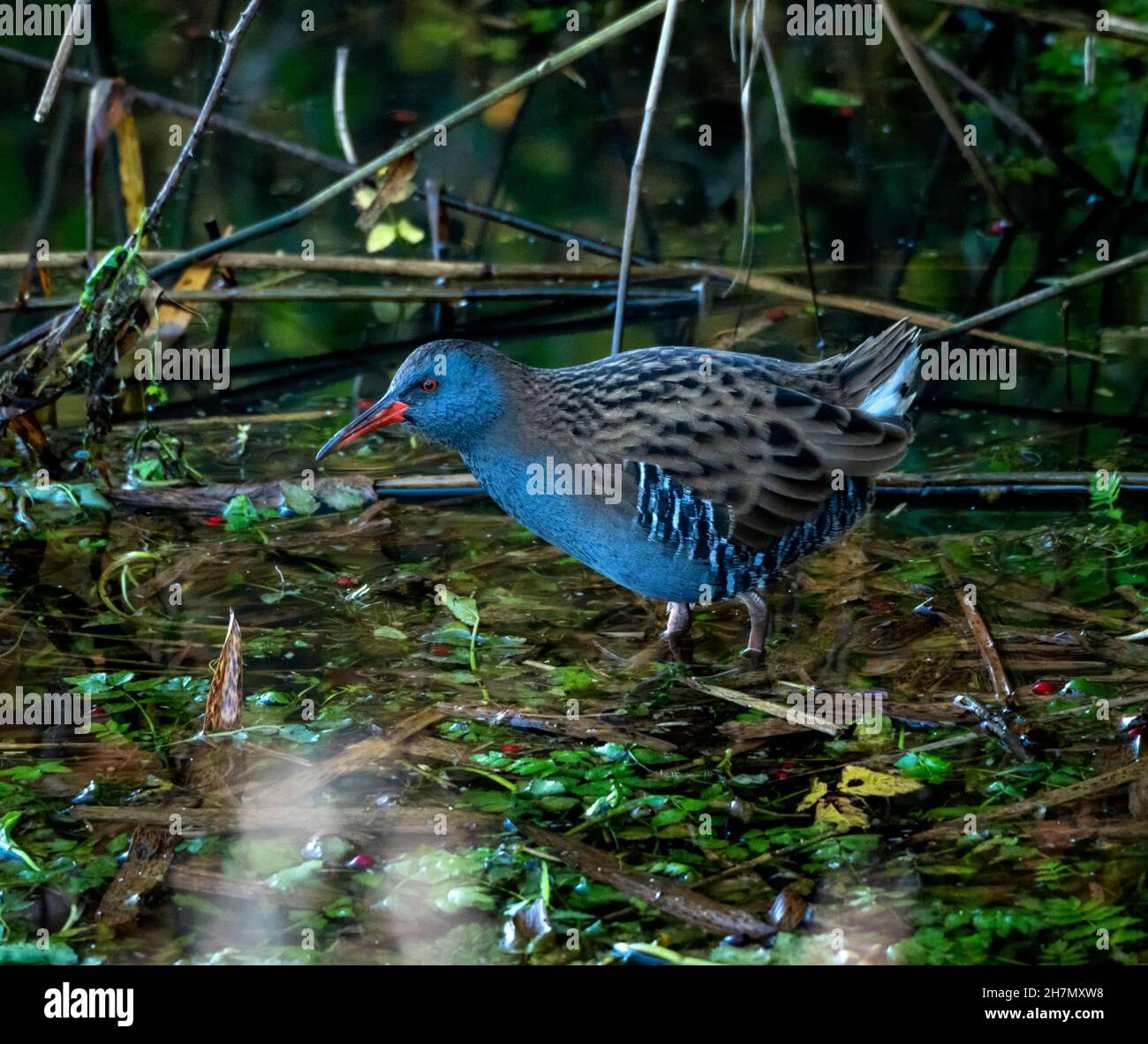 Water rail (Rallus aquaticus), which breeds in wetlands, pictured in the Adur river valley near Steyning, Bramber and Upper Beeding, West Sussex, UK Stock Photo