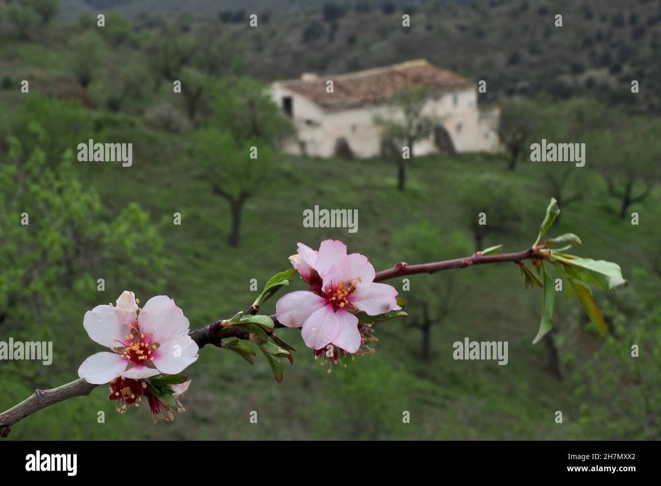 Late almond blossom with Andalusian country house, finca, almond